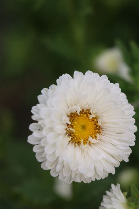 China Aster Flowers And Varieties