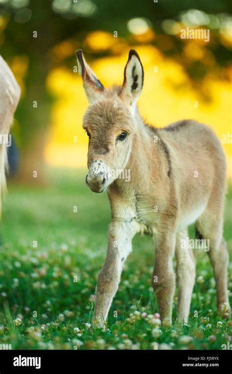 Domestic Donkey Equus Asinus Asinus Foal Standing In A Blooming