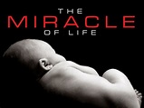 The Miracle Of Life | Hyper Pixels Media | Playback Media Store