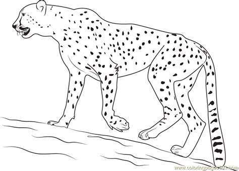 Cheetah Coloring Page Coloring Page Of Cheetahs Coloring Home