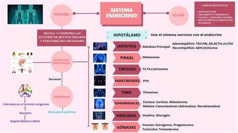 Mapa Mental Sistema Endocrino Map Map Screenshot Shopping Screenshot