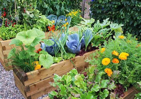 Edible Landscaping For Beginners Best Pick Reports
