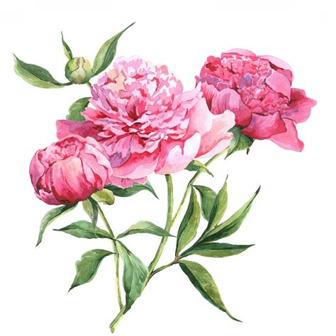 Pink Peony Waterslide Decal Etsy In Peony Illustration