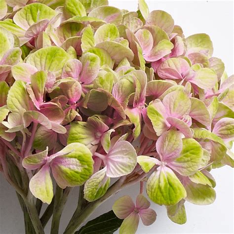 Maybe you would like to learn more about one of these? The 10 Most Popular Wedding Flowers of All Time | Wedding ...