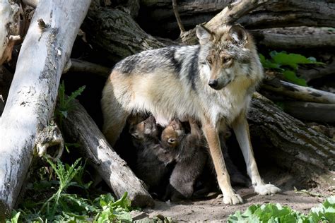 Endangered Wolf Pups From Kansas Zoo Released Into The Wild Williams