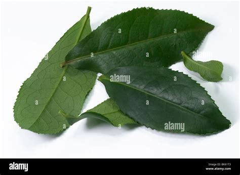 Camellia Sinensis Tea Plant Leaves Hi Res Stock Photography And Images