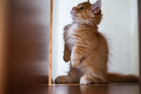 Curiosity Kittens Animals Cats