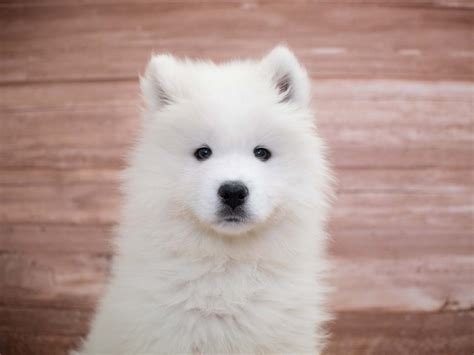 Samoyed Puppies For Sale Near Me Petfinder
