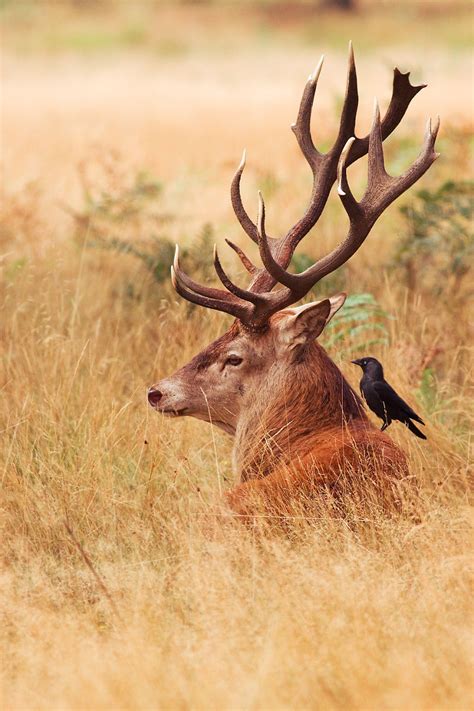 The Stunning Red Deer Of Richmond Park Bored Panda