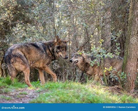 Couple Of Iberian Wolves Canis Lupus Signatus In Heat Season Royalty