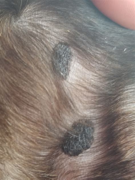 What Skin Cancer Looks Like On Dogs Image Gallery Common Skin Masses