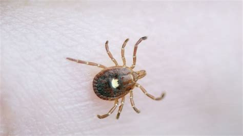 This Unusual Tick Can Make You Allergic To Red Meat Heres How To Spot It