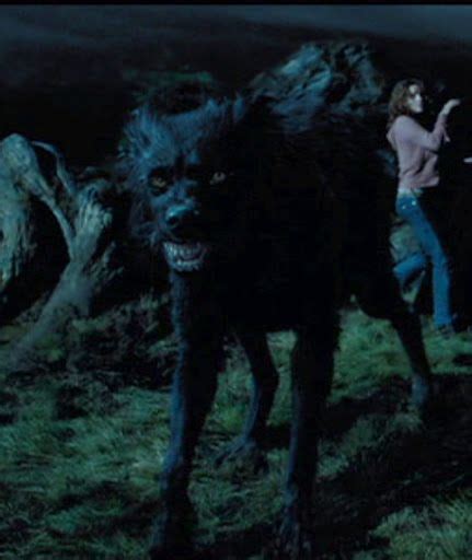 What Type Of Dog Is Sirius Black