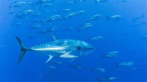 View 800 x 639 jpeg. Has Eastern Atlantic & Mediterranean Bluefin Tuna ...