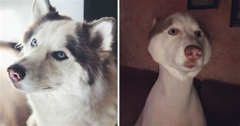Husky Gets Hilariously Bad Haircut After Groomer Miscommunication The
