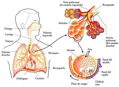 Respiración Pulmonar Características Fases Y Anatomía