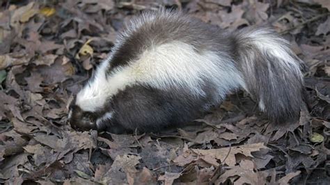 How To Stop Skunks From Digging In Your Lawn Skunk Control