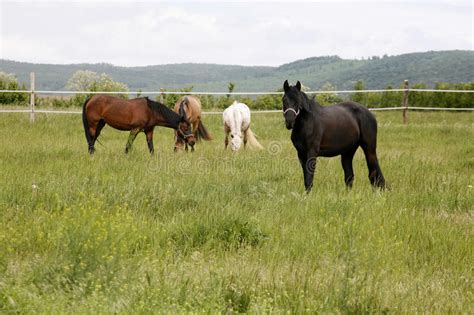 Purebred Horses Graze The Fresh Green Grass On Beautiful Meadow Stock