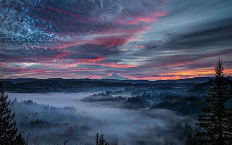 Hd Wallpaper Foggy Forest During Sunrise Nature Landscape Mist