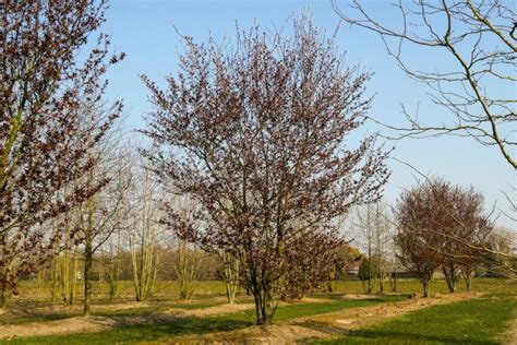 Prunus Cerasifera Nigra Kerspruim Van Den Berk Boomkwekerijen