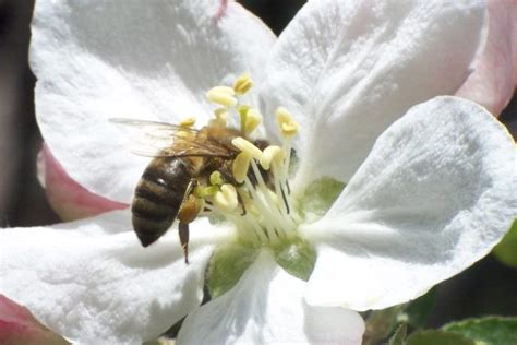 Why We Should All Thank The Bees On Thanksgiving Day Ufifas