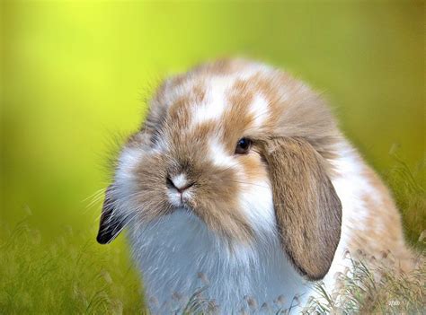 American Fuzzy Lop Rabbit Breed Info Pictures Behavior Facts And More Rabbit Care Blog