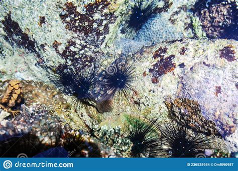 Black Sea Urchins On Rock Diadema Setosum Long Spined Stock Photo