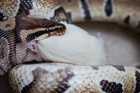 All these very different kinds of snakes will clearly eat various things. How Long Can a Ball Python Snake Go Without Eating ...