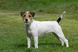 Parson Russell Terrier - Puppies, Pictures, Information, Temperament ...