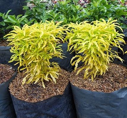 Ada yang perpaduan warna merah, pink, putih, hijau, atau kuning, lho. Tanaman Brokoli Kuning - BibitBunga.com
