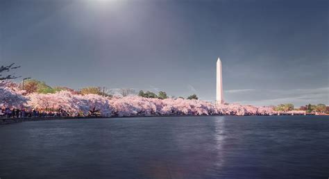 Cherry Blossoms On The Tidal Basin In Washington Dc 12 April 2014
