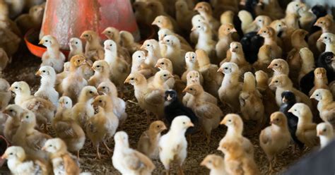 Hurricane Florence Has Killed Millions Of Chickens In North Carolina