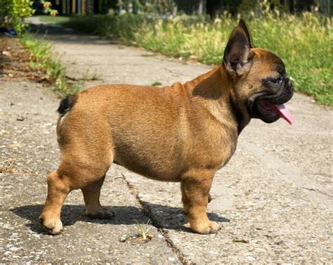 We pride ourselves on the quality of micro frenchie and service provided. For sale: STANDARD, micro sized red fawn boy 💣💣💣 Champion ...