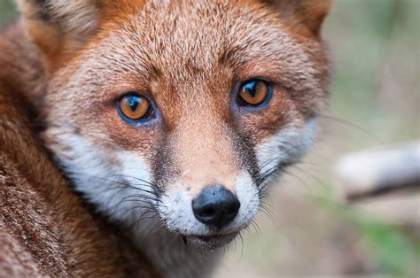 Red Fox Behaviour Dispersal Wildlife Online