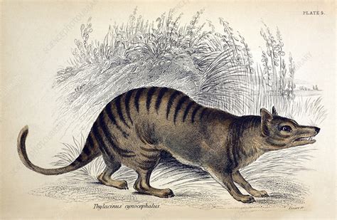 1841 Extinct Thylacine Tasmanian Tiger Stock Image C012 2575
