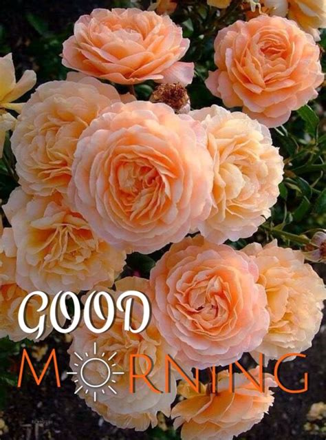 Download Good Morning Flower Pictures X Wallpapers Com