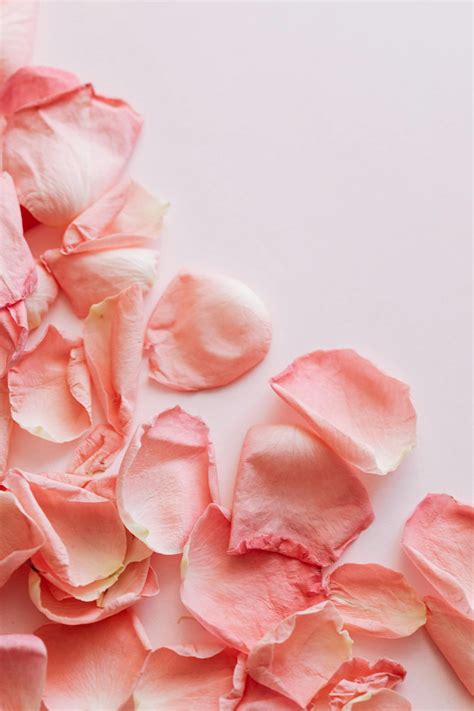 Bunch Of Pink Rose Petals On Light Purple Background · Free Stock Photo