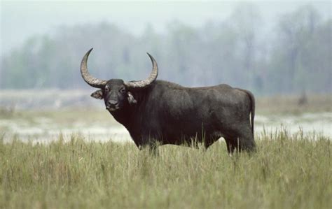 We did not find results for: Water buffalo | mammal | Britannica