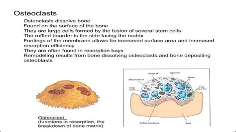 Diagram Showing Evolution Of Osteoblasts And Osteoclasts
