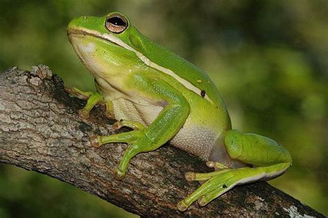 Check That Profile Green Tree Frog Frog Tree Frogs