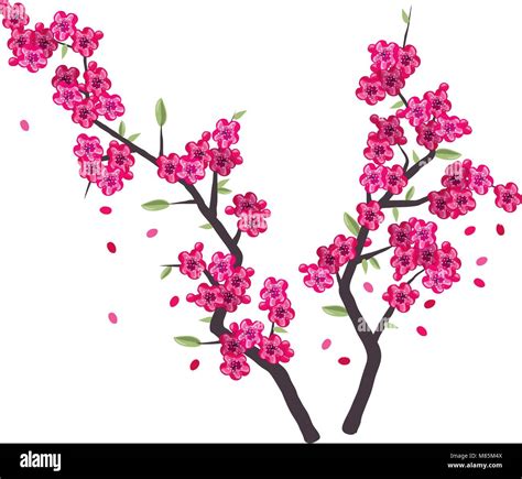 Vector Sakura Branches With Pink Blossom Isolated On White Background