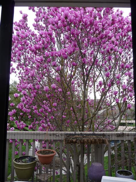 Magnolia Bush Winterspring Blooming Trees Tulip Tree Anne Of