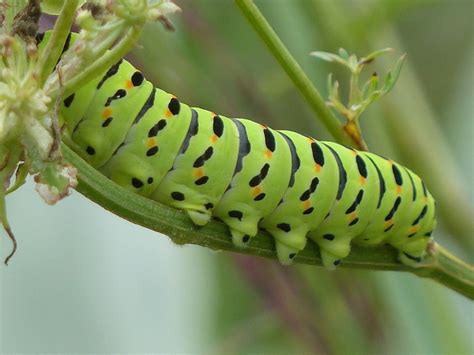 Wild And Wonderful Lepidoptera Swallowtail Caterpillars In Norfolk