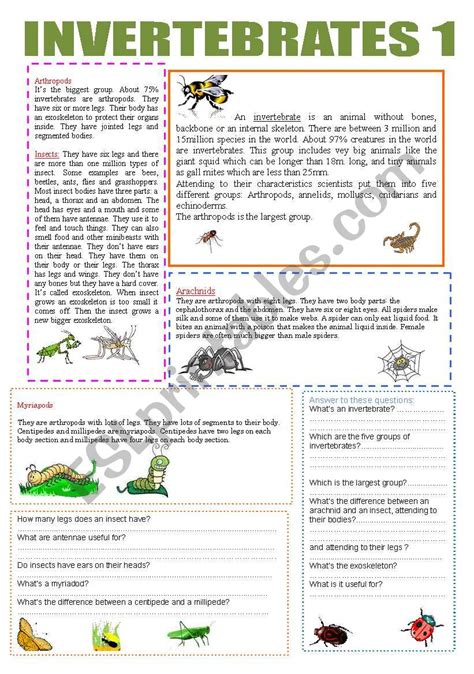 Since invertebrates are small, there are two different body plans. INVERTEBRATES 1 - ESL worksheet by 01marissa