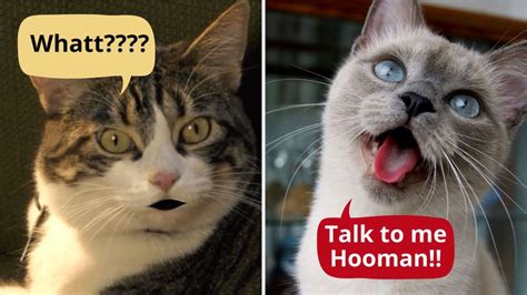 Funny Cats Talking And Yelling Like Humans Catsopedia Cat Talk