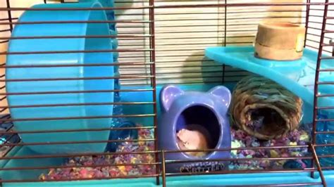 How To Give Your Hamster A Sand Bath Youtube