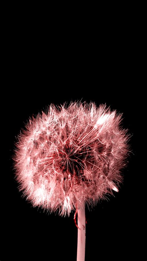 Free Hd Pink Dandelion Iphone Wallpaper For Download 0477
