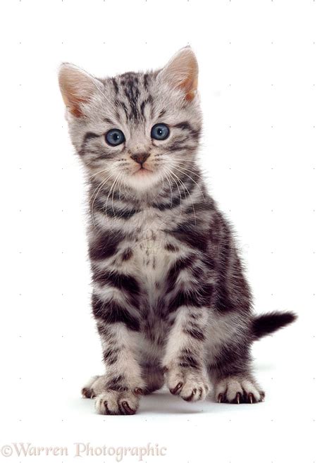 British Shorthair Silver Tabby Kitten Photo Wp10486