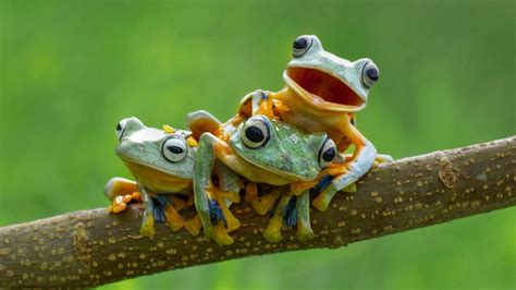High Def Tree Frog Backgrounds Wallpaper Cave