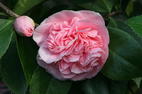 Favorite Camellia Varieties Plus Expert Planting And Growing Tips Hgtv